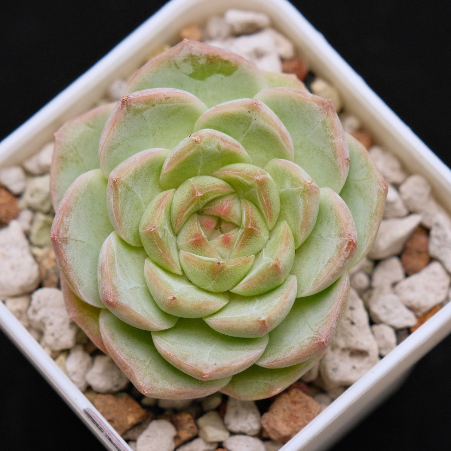Echeveria hybrid Imported Succulent Plant
