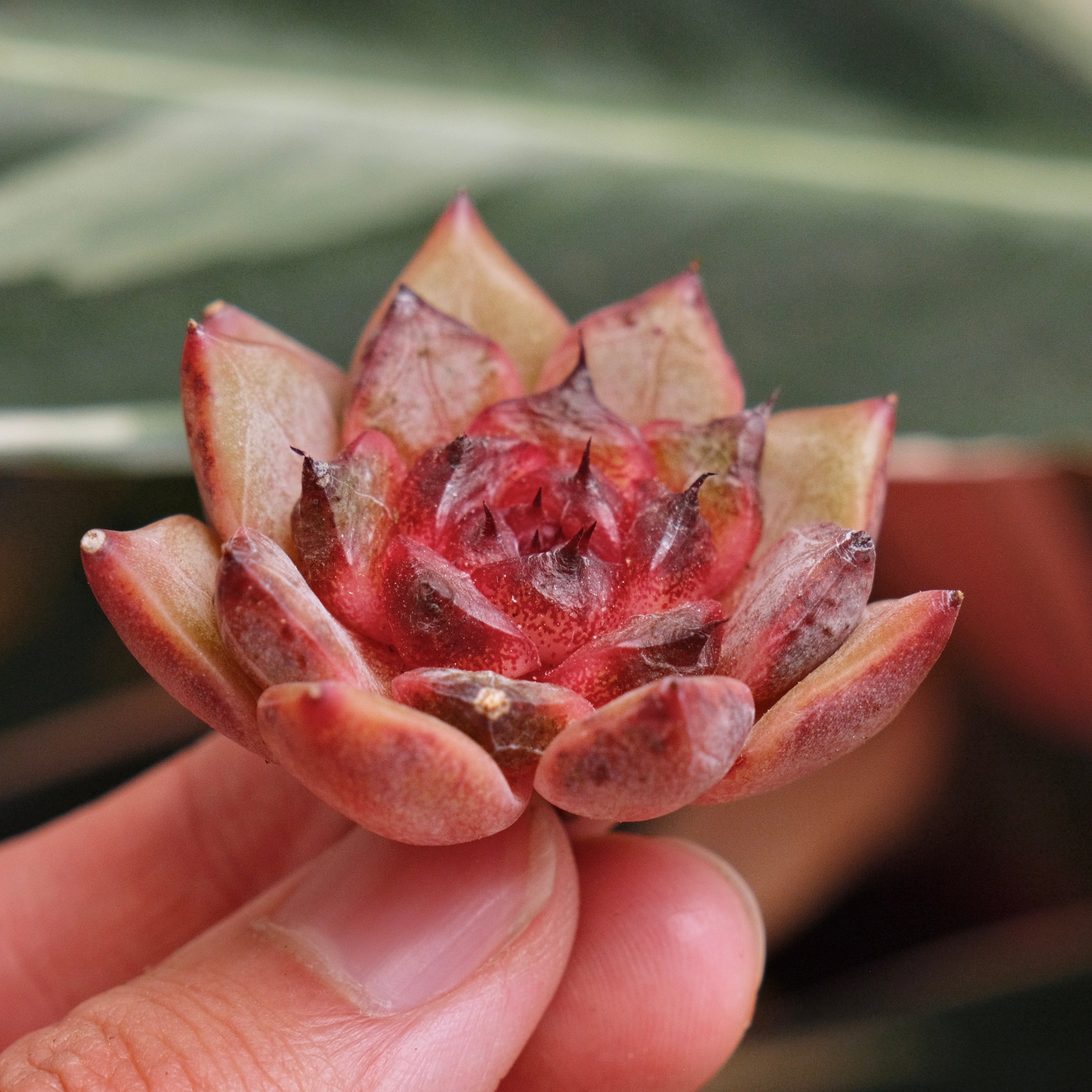 Echeveria Blood Cherry Korean Succulent Plant *New*