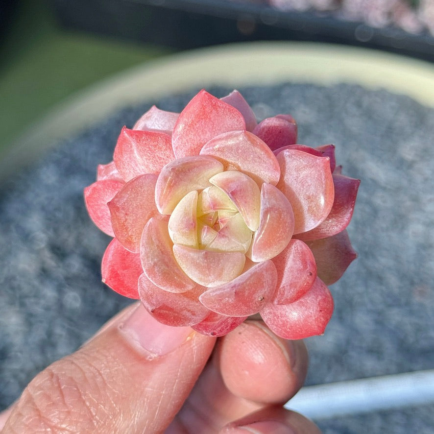 Echeveria Rosé Succulent Plant D