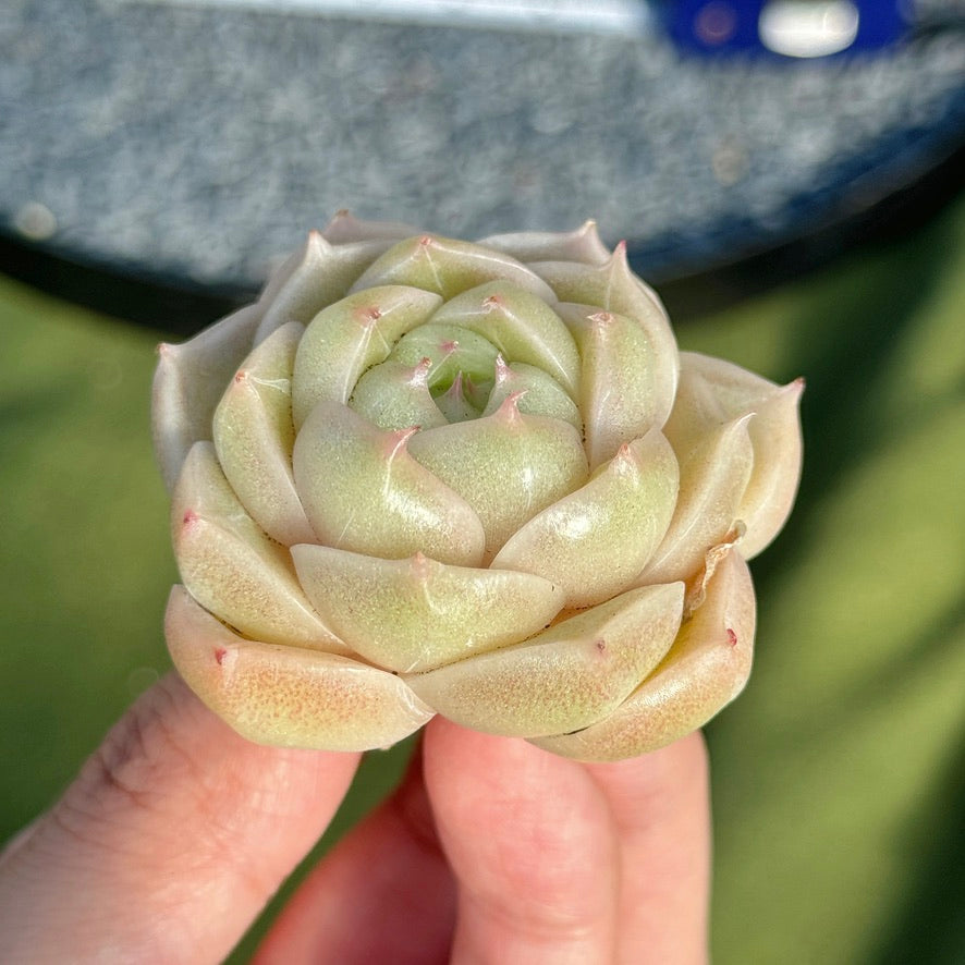 Echeveria Malgan Succulent Plant F