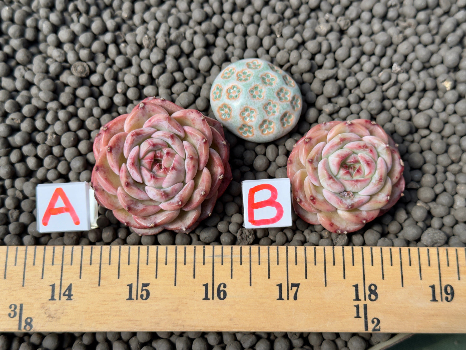 Echeveria Breeze Jelly Imported Succulent Plant