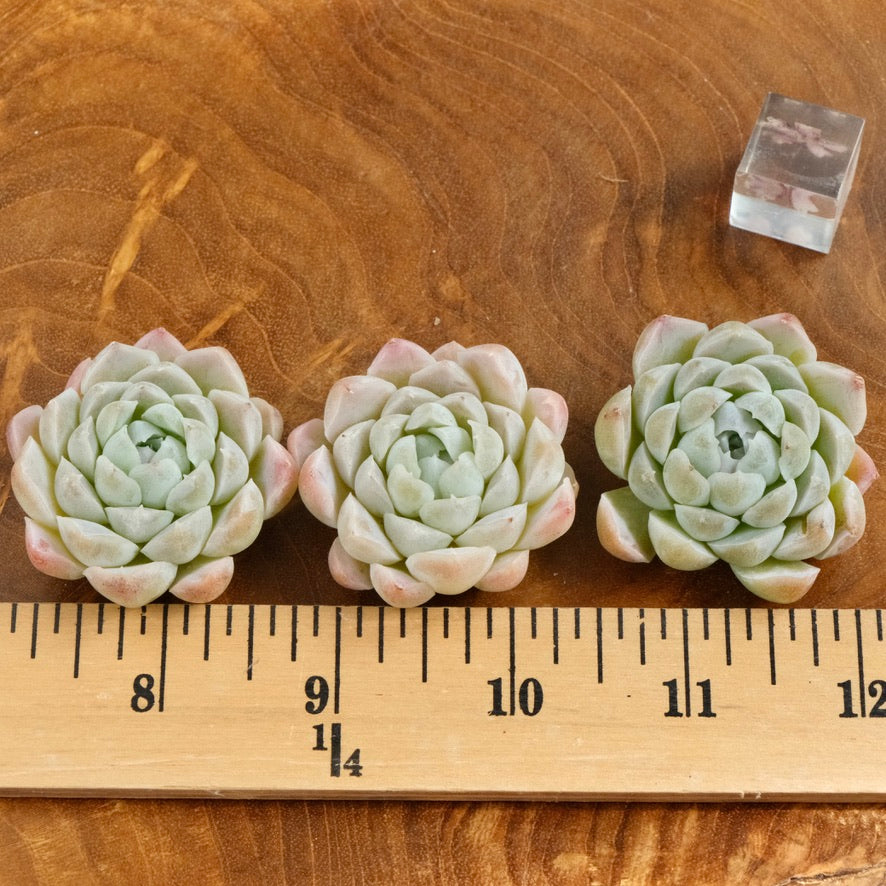 Echeveria Ice Rose Korean Succulent Plant Changhee hybrid