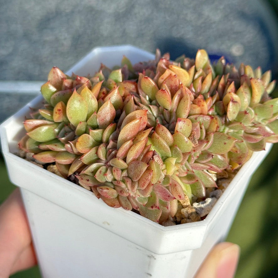 Crested Echeveria Gilva (lightly variegated) Succulent Plant
