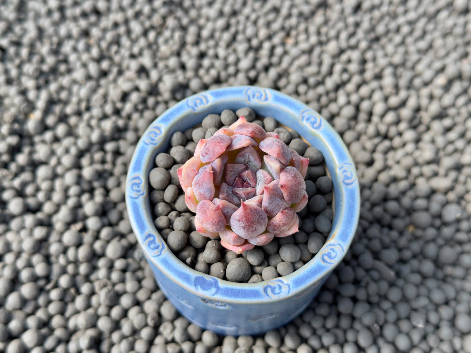 Echeveria Purple Powder Korean Succulent Plant