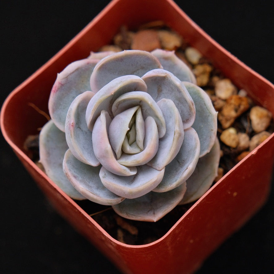 Echeveria Blue Surprise Korean Succulent Plant