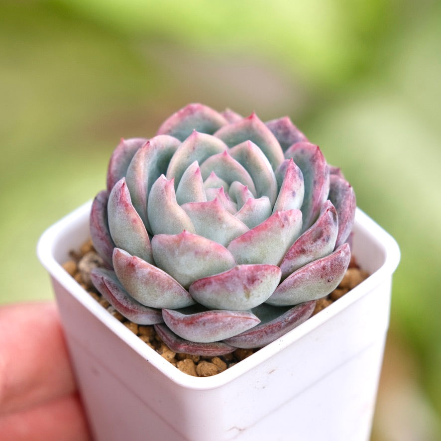 Echeveria Purple Ice Korean Succulent Plant
