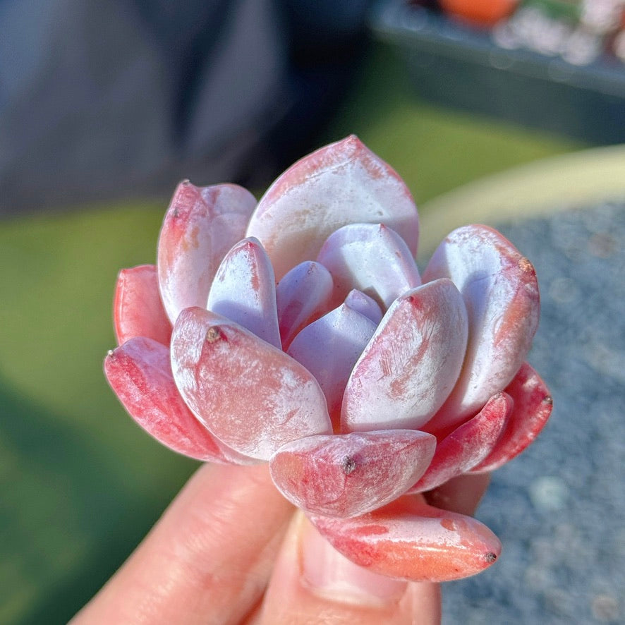 Echeveria Special Trumso Succulent Plant A