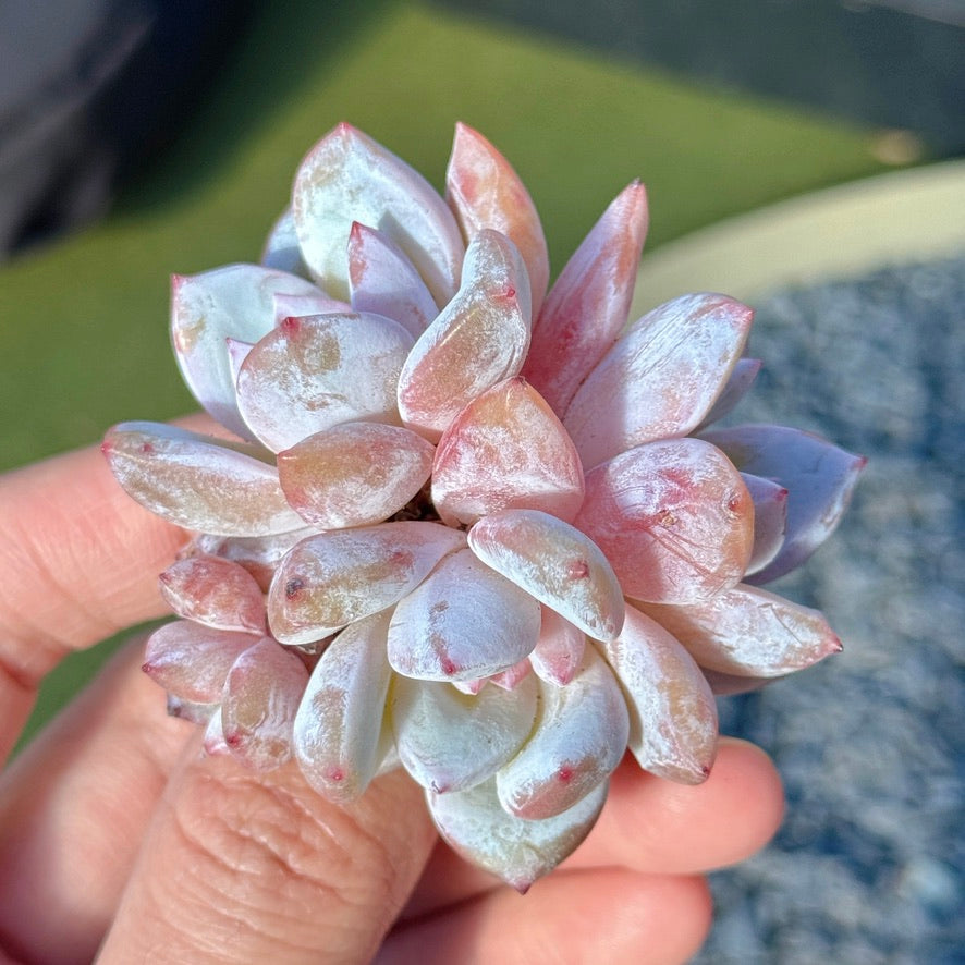 Echeveria Trumso Succulent Plant A