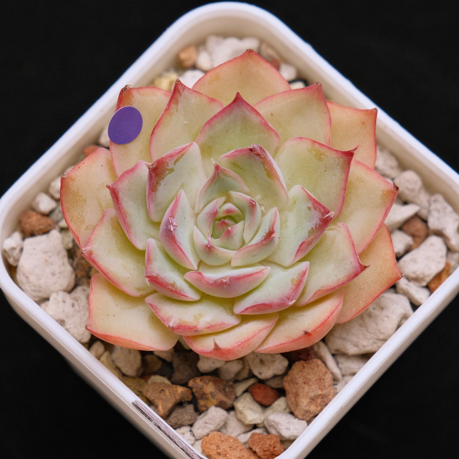 Echeveria Pink Tips Korean Succulent Plant