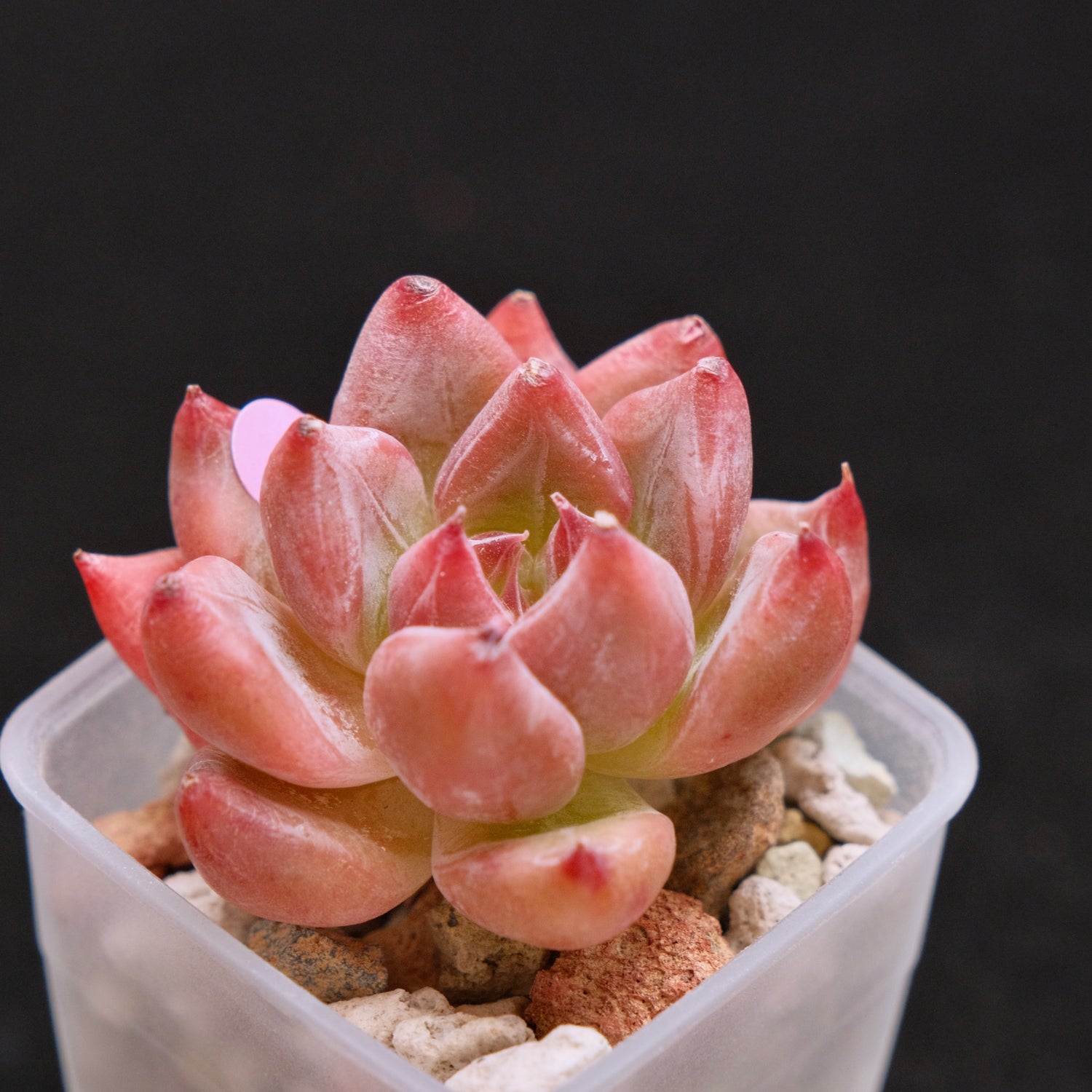 Echeveria Peña Korean Succulent Plant