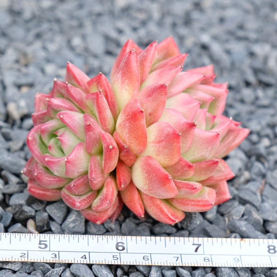 Echeveria Floriditi Imported Succulent Plant