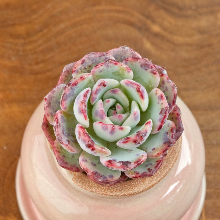 Echeveria Poison Korean Succulent Plant Changhee hybrid