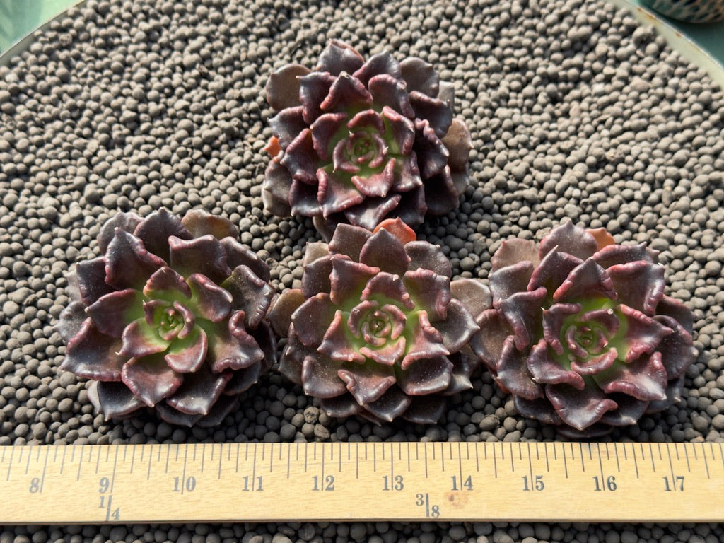 Echeveria Super Bowl Imported Succulent Plant