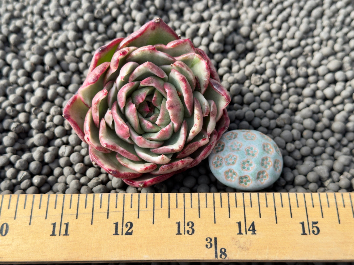Variegated Echeveria Dark Pamela Korean Succulent Plant
