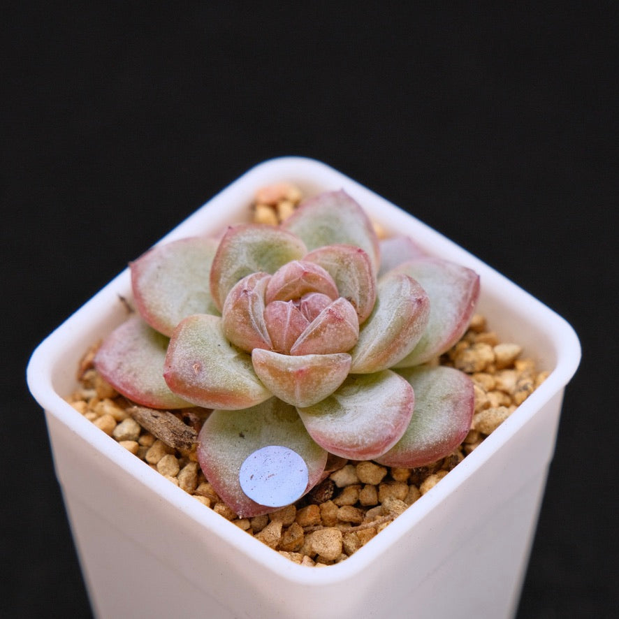 Small Echeveria Star Jelly Korean Succulent Plant