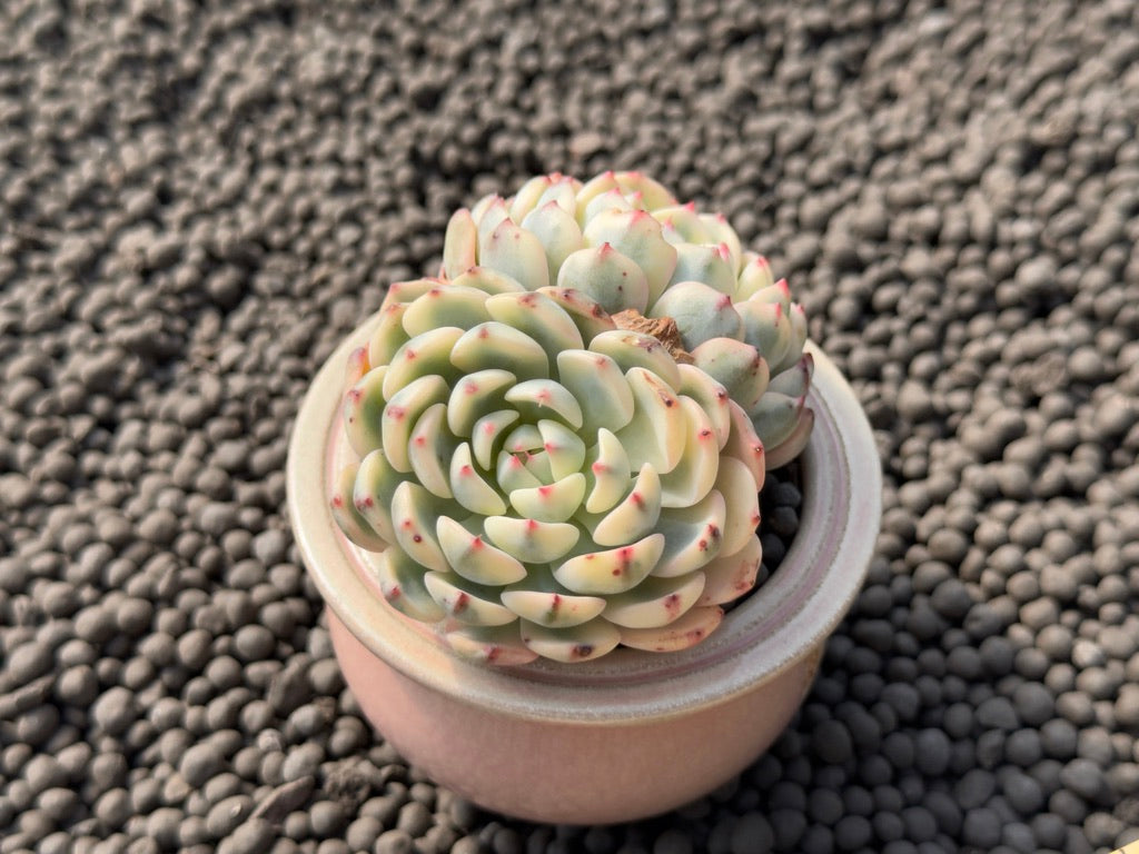 Variegated Echeveria Minima Imported Succulent Plant