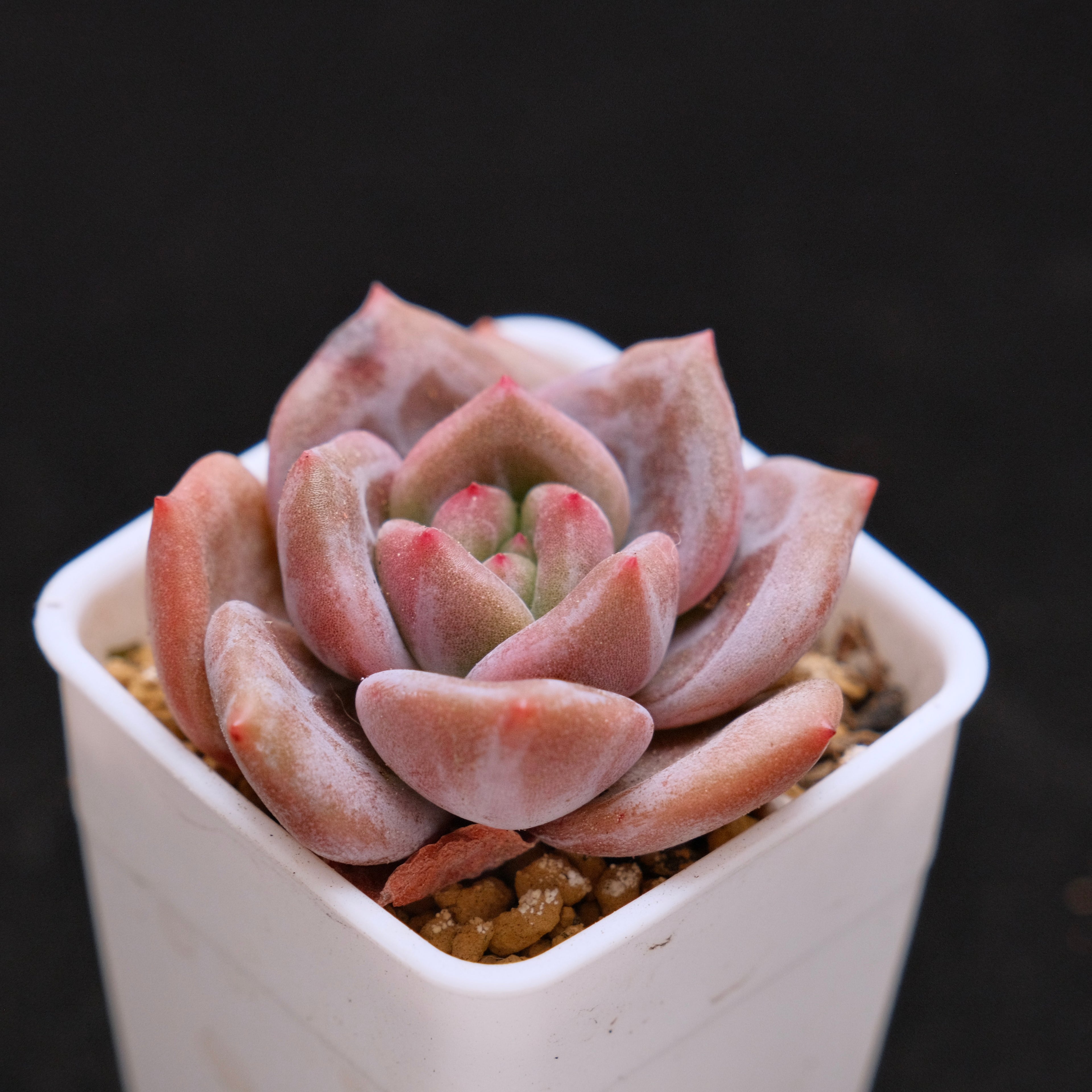 Echeveria White Night Korean Succulent Plant Baekya