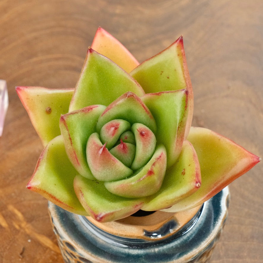 Echeveria agavoides hybrid Korean Succulent Plant