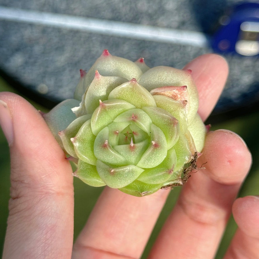 Echeveria Malgan Succulent Plant C