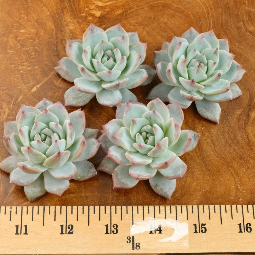 Echeveria Blue Bird Korean Succulent Plant