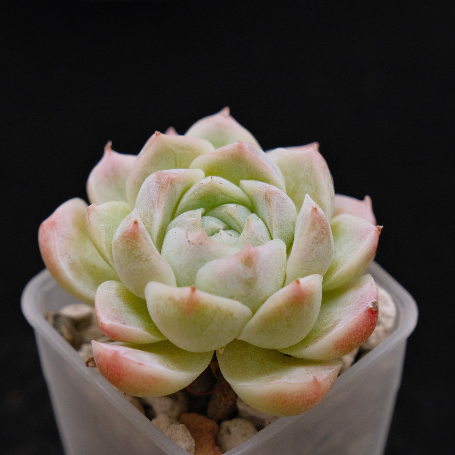 Echeveria hybrid Imported Succulent Plant
