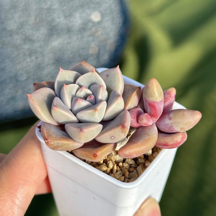 Variegated Ganzhou and Pretty in Pink Korean Succulent Plant