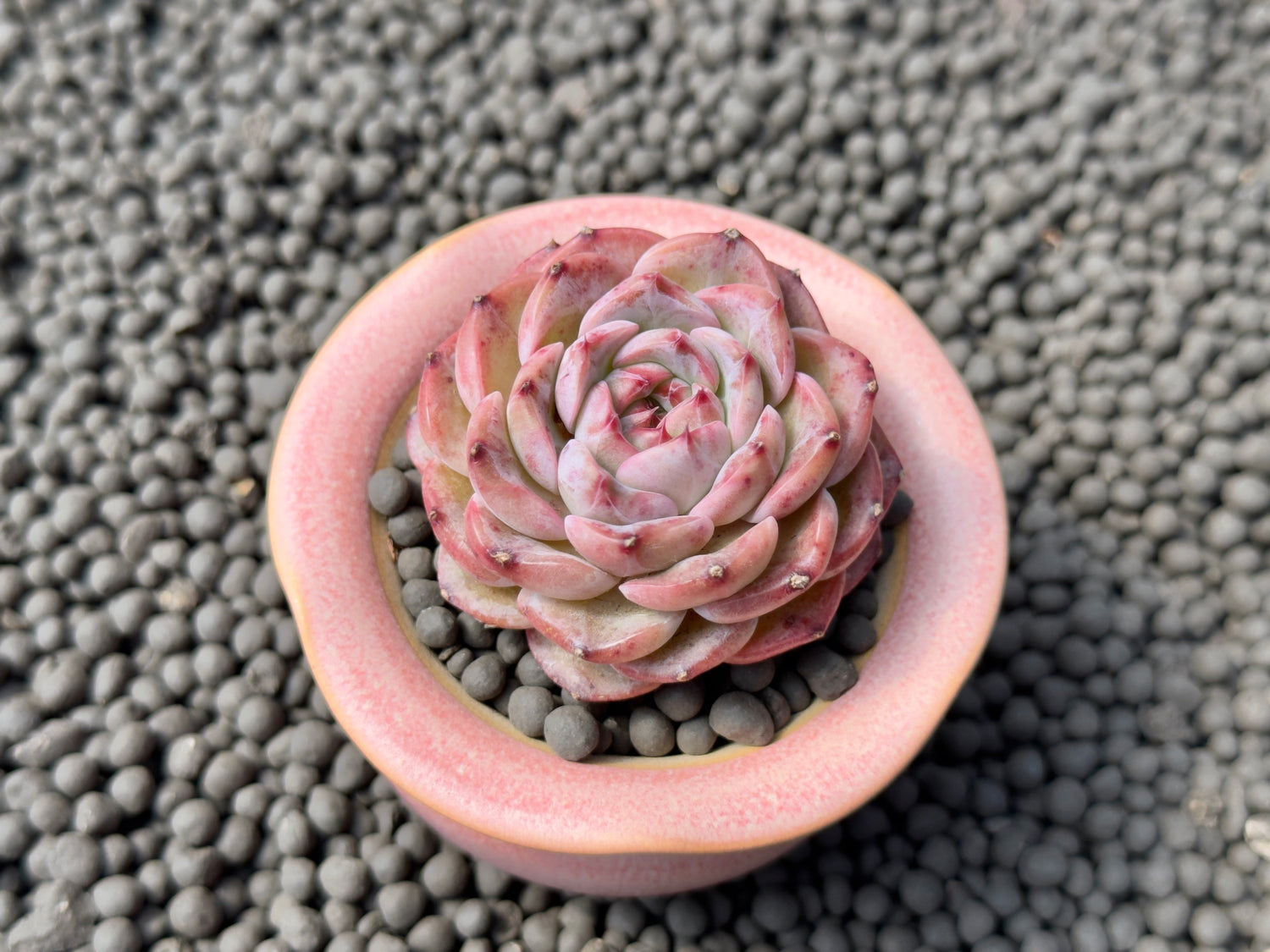 Echeveria Breeze Jelly Imported Succulent Plant