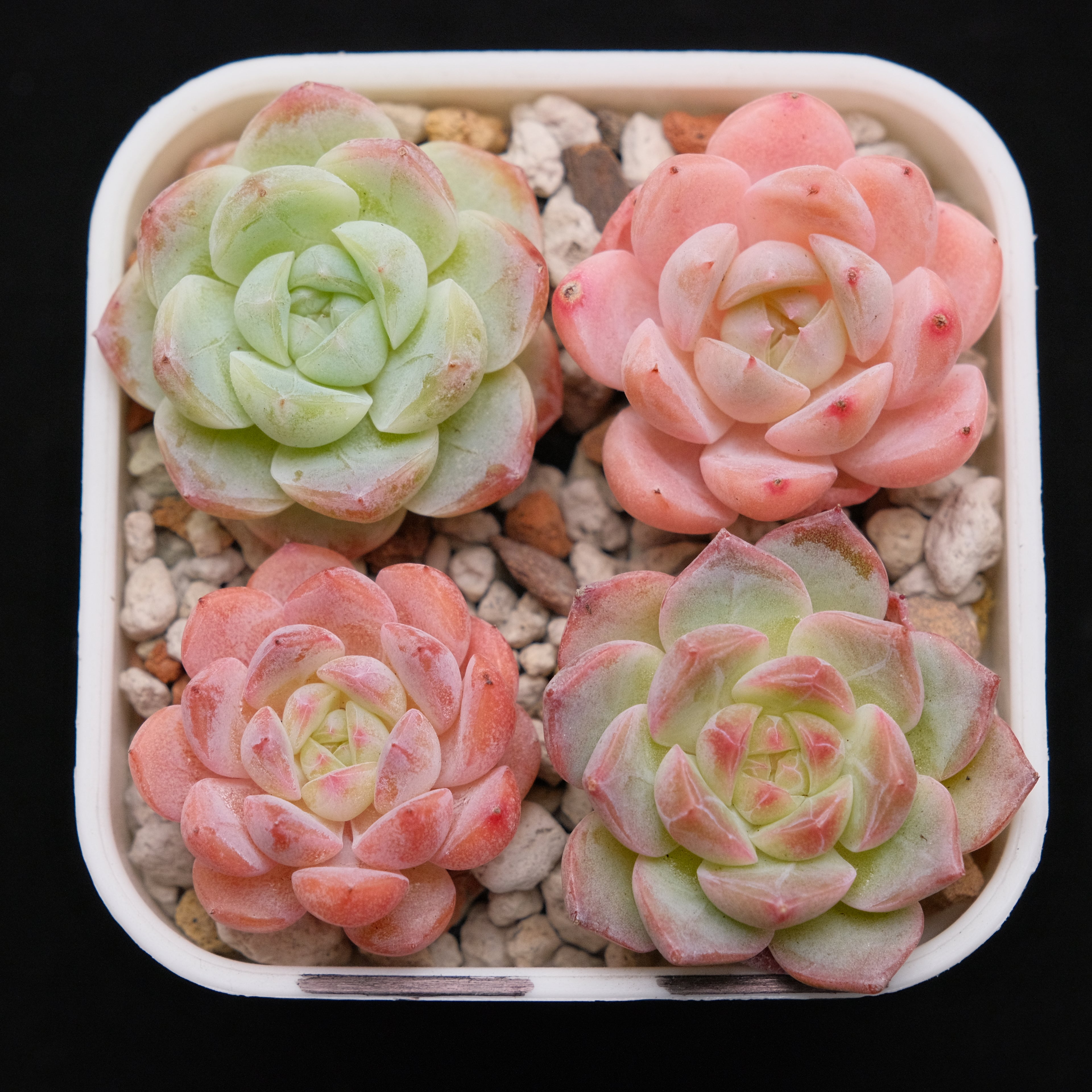 Echeveria Hybrid Set of 4 Imported Succulent Plants