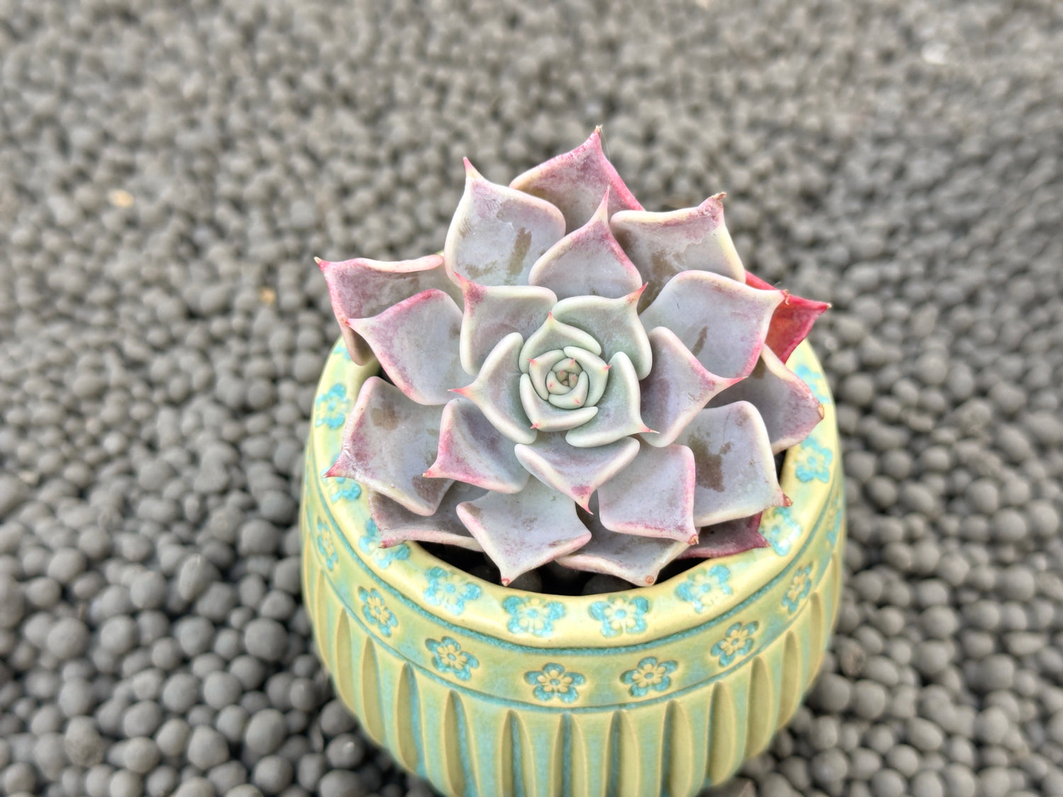 Echeveria Flip Korean Succulent Plant Changhee hybrid