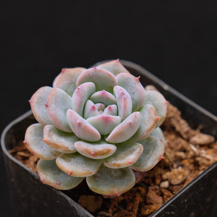 Echeveria Francia Korean Succulent Plant Air Magic Hybrid