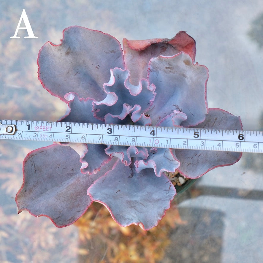 Echeveria Cinderella II - Rare Dick Wright hybrid - A