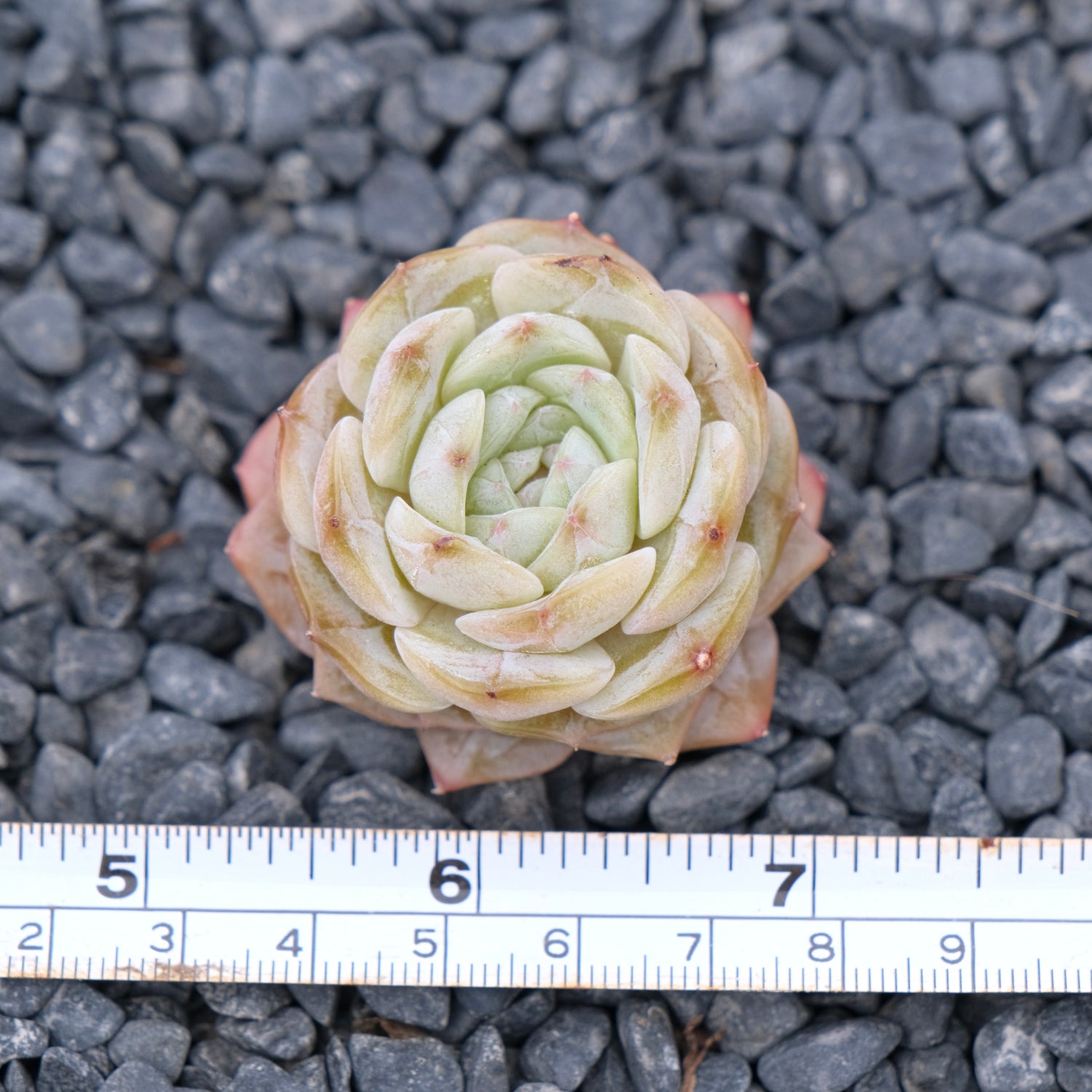 Echeveria Pure Love Korean Succulent Plant Changhee hybrid