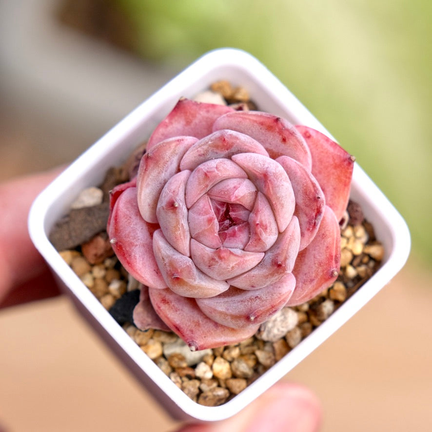 Echeveria hyalina hybrid Succulent Plant
