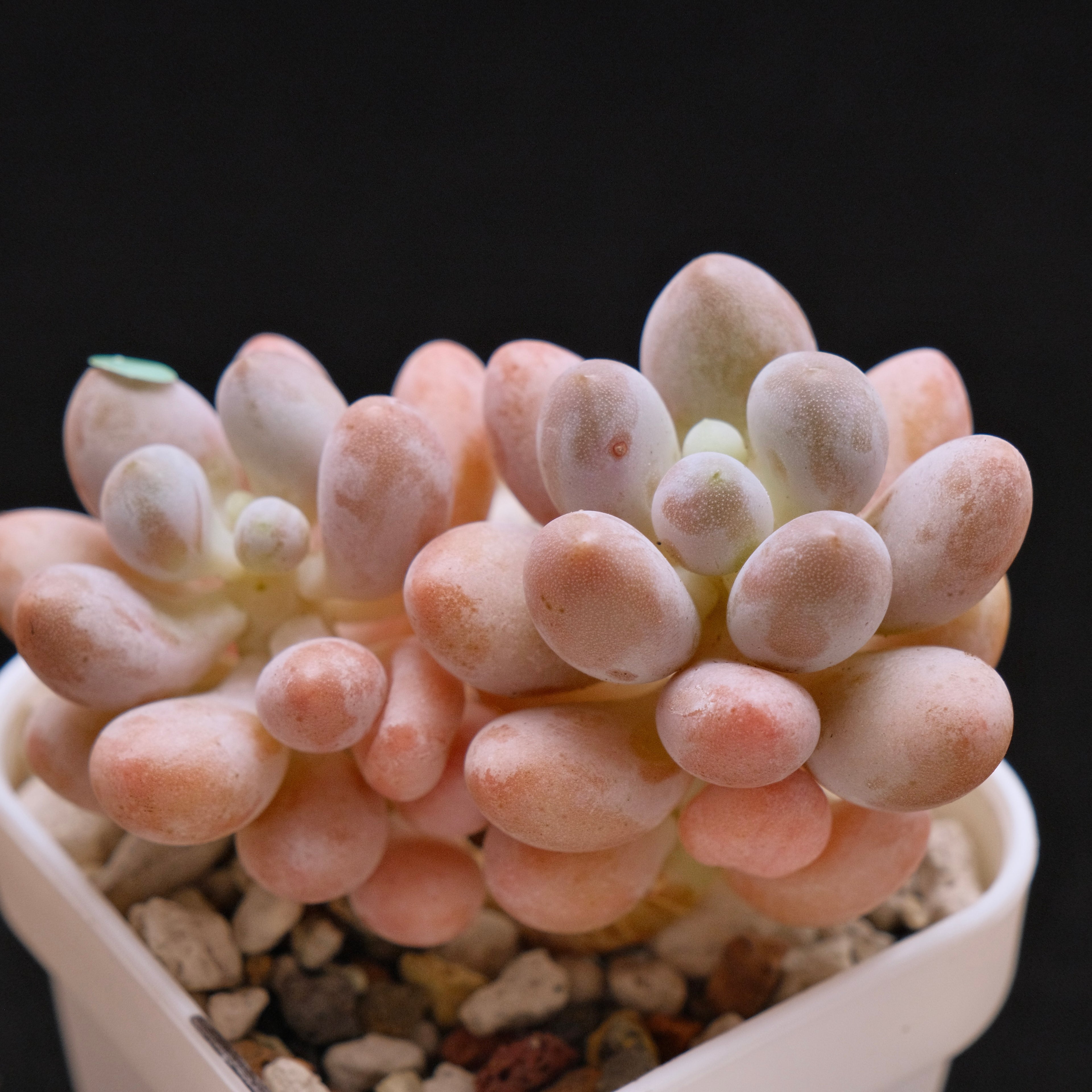 Pachyphytum Sweet Dumpling "Tang Yuan" Imported Succulent Plant *New* 汤圆