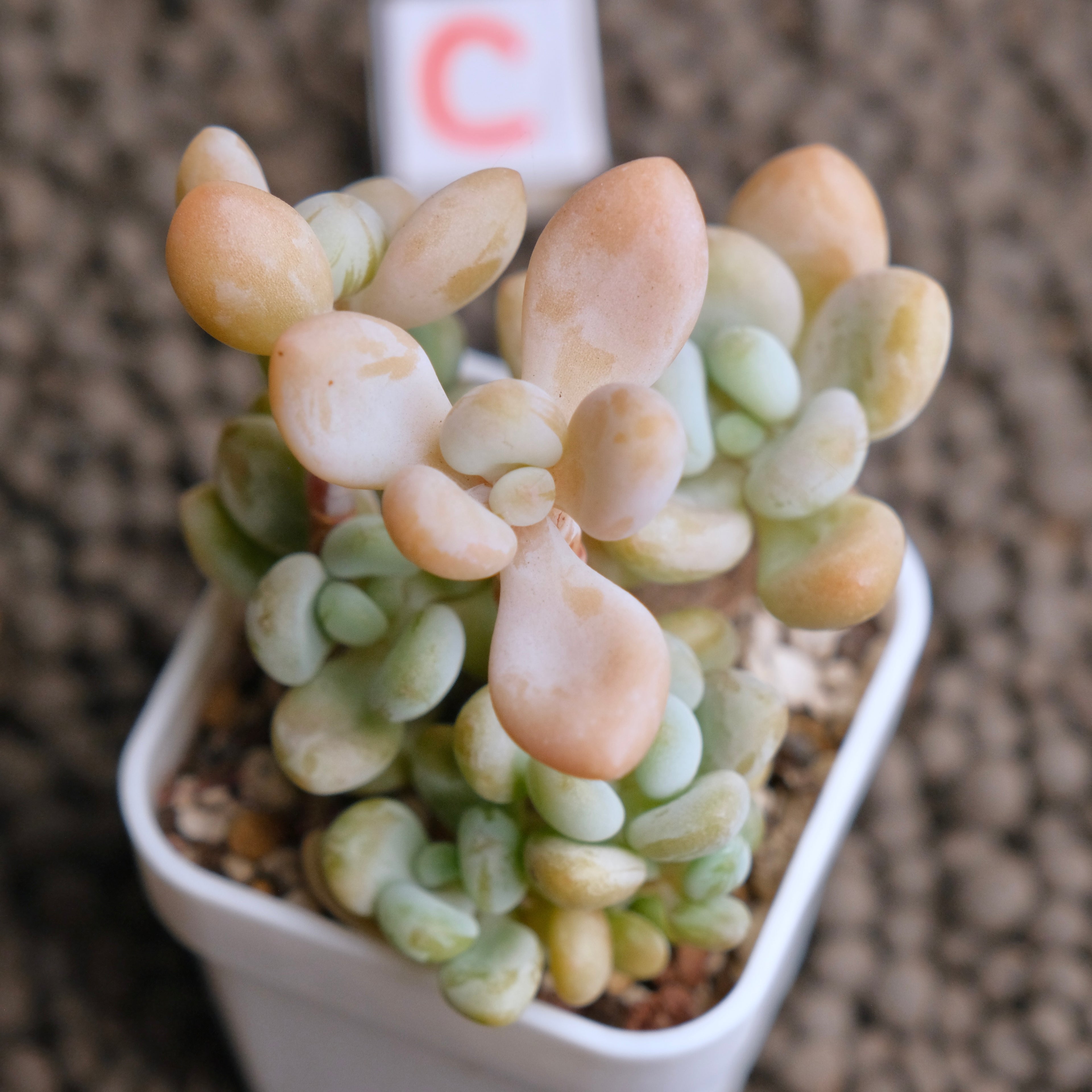 Graptosedum Jelly Finger Imported Succulent Plant - C