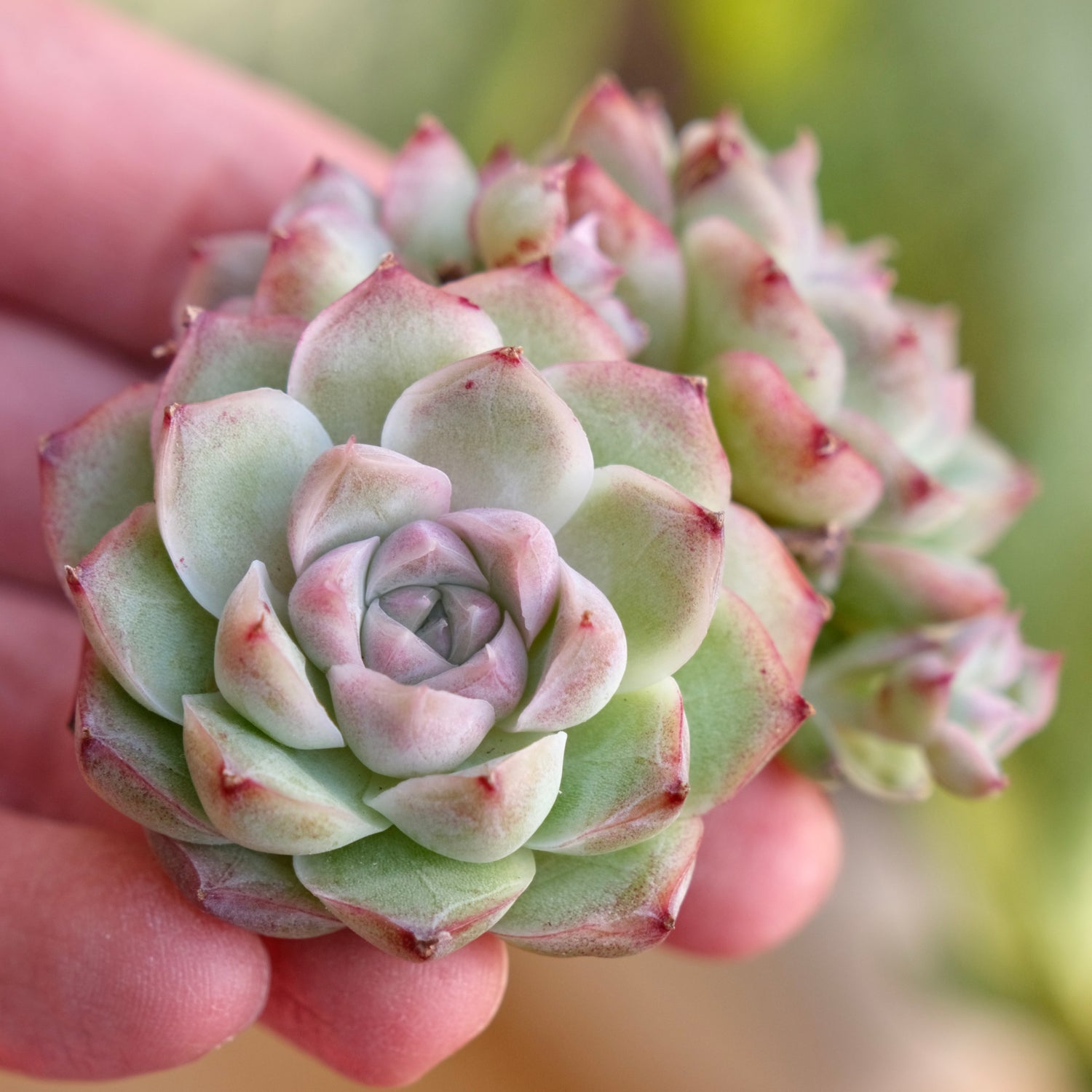 Echeveria Pink Shadow Korean Succulent Plant