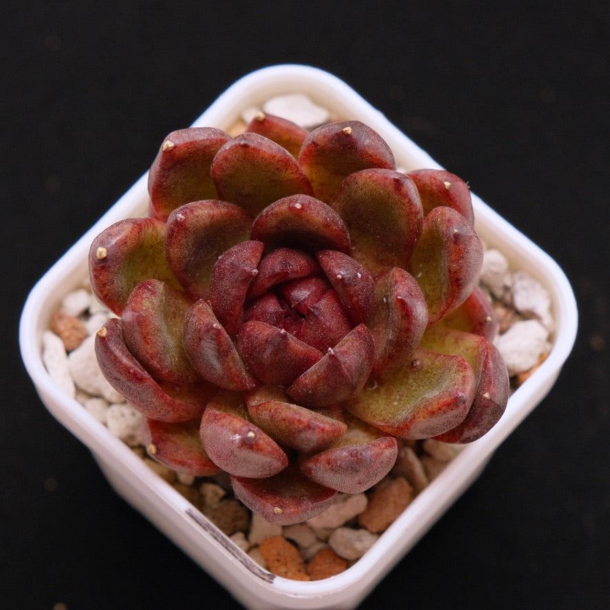 Echeveria Black Rose hyb Korean Succulent Plant