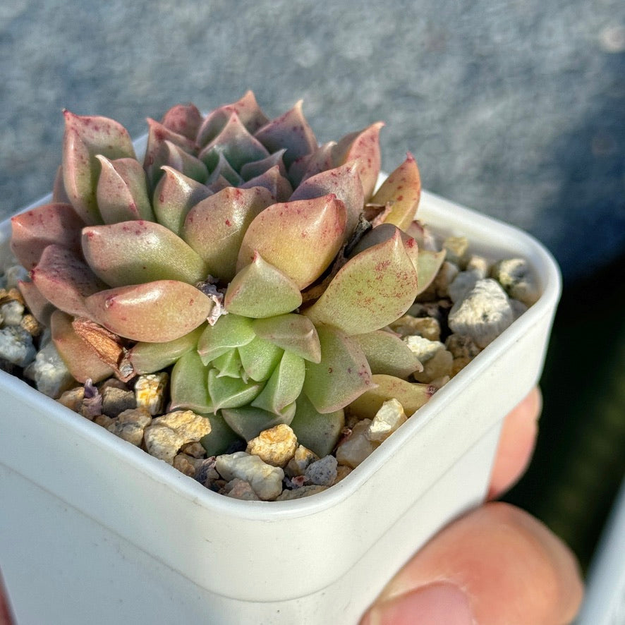 Echeveria Enamel Korean Succulent Plant