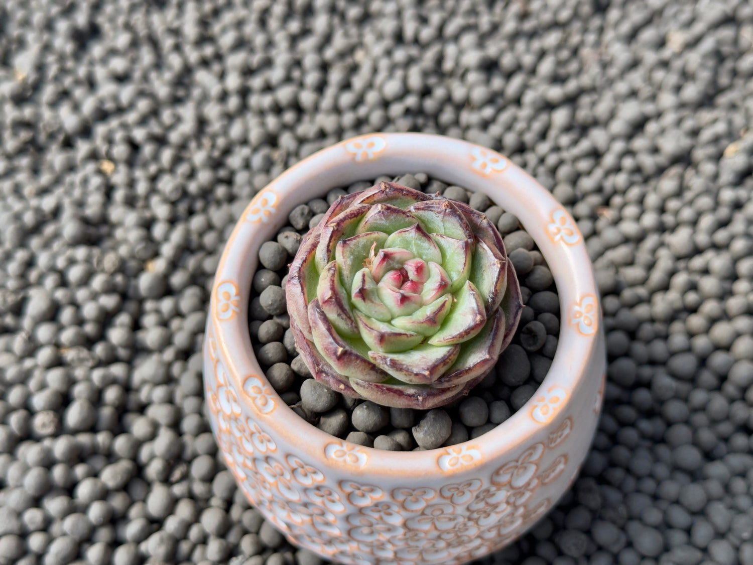 Echeveria Black Orange Imported Succulent Plant