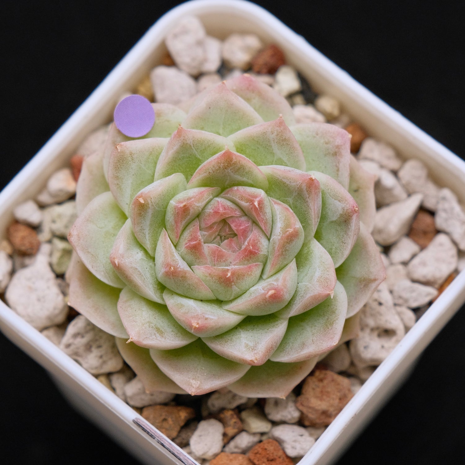 Echeveria hybrid Imported Succulent Plant