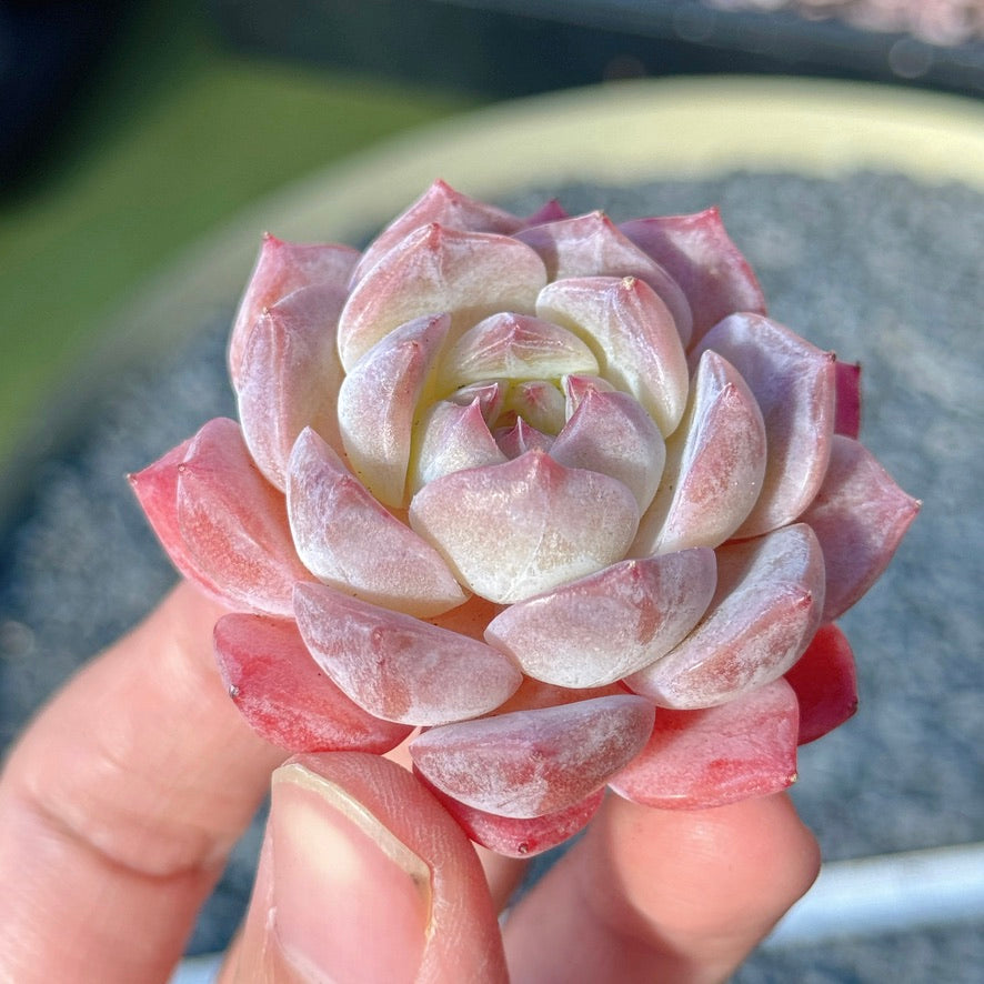 Echeveria Rosé Succulent Plant A