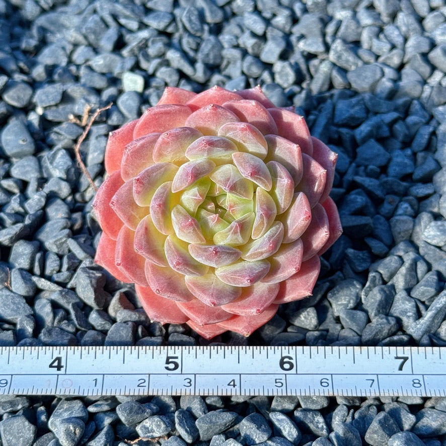 Echeveria Rosé Succulent Plant G