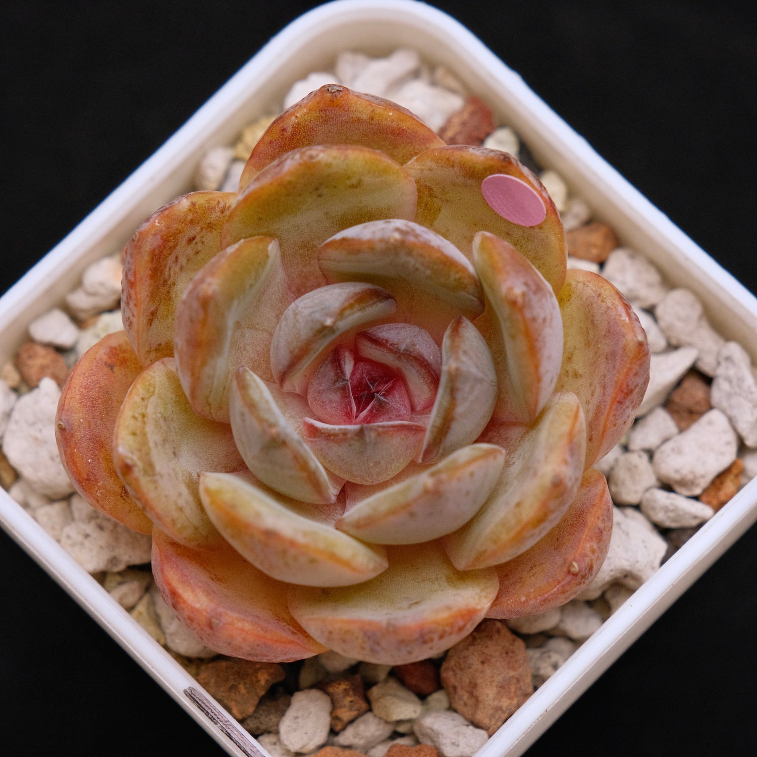 Echeveria Mirine Korean Succulent Plant
