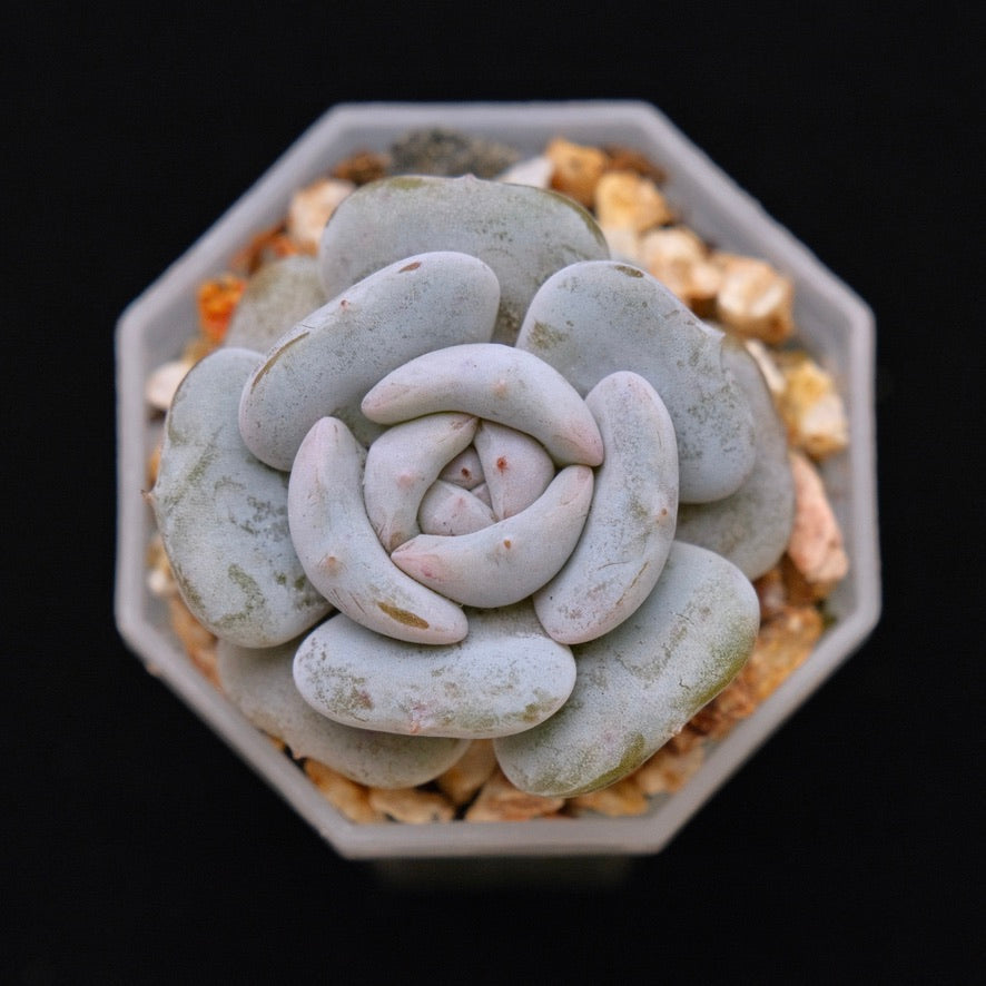 Echevieria Milk Purple Korean Succulent Plant Changhee hybrid