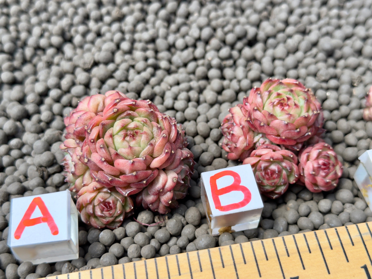 Echeveria Chocolate Mocha Imported Succulent Plant