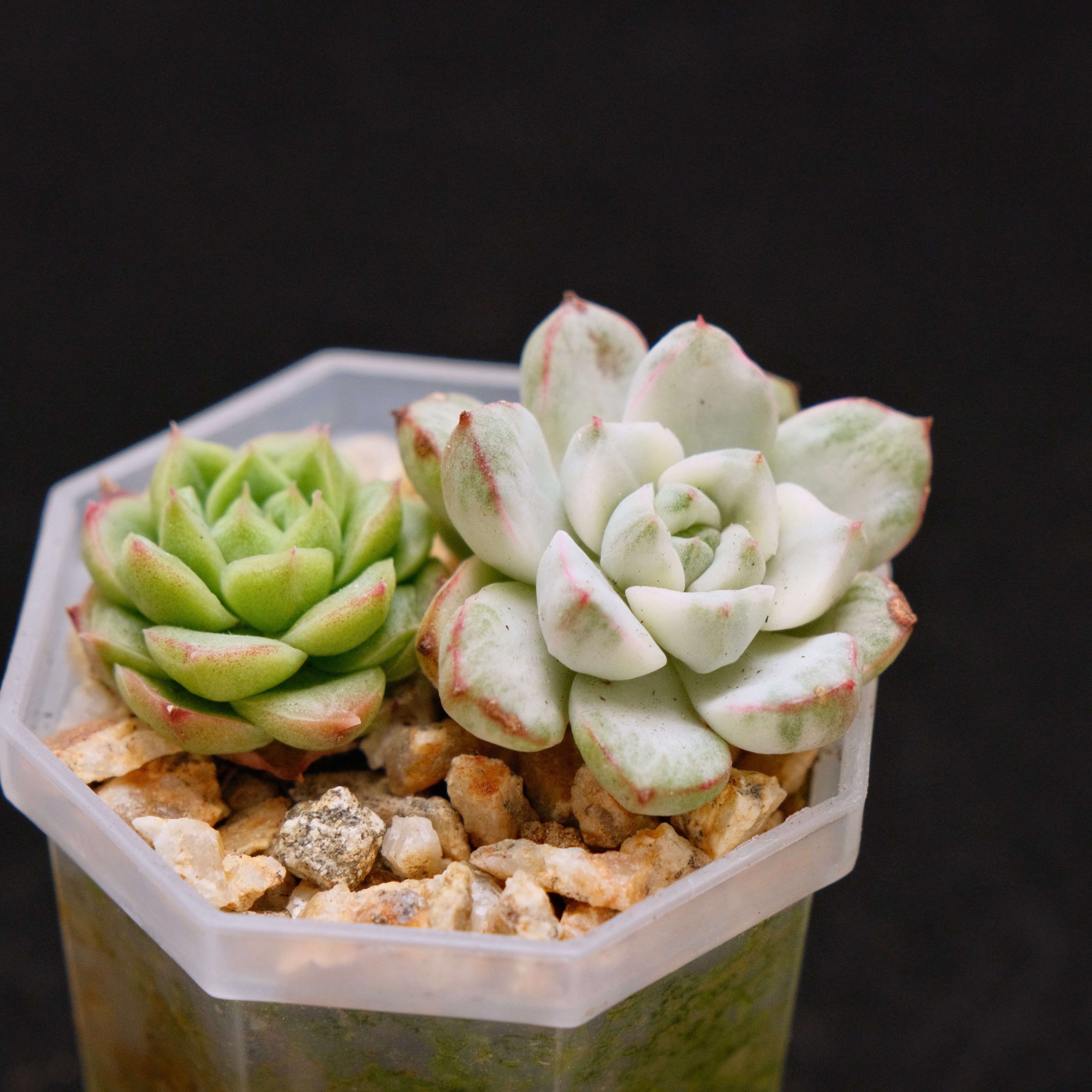 Variegated Echeveria Tango and Crystal Cream baby Korean Succulent Plant