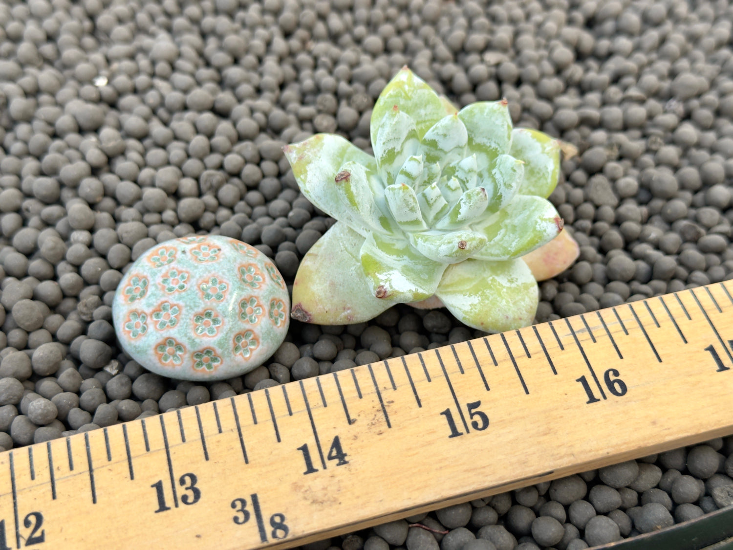 Dudleya pachyhytum hybrid Imported Succulent Plant