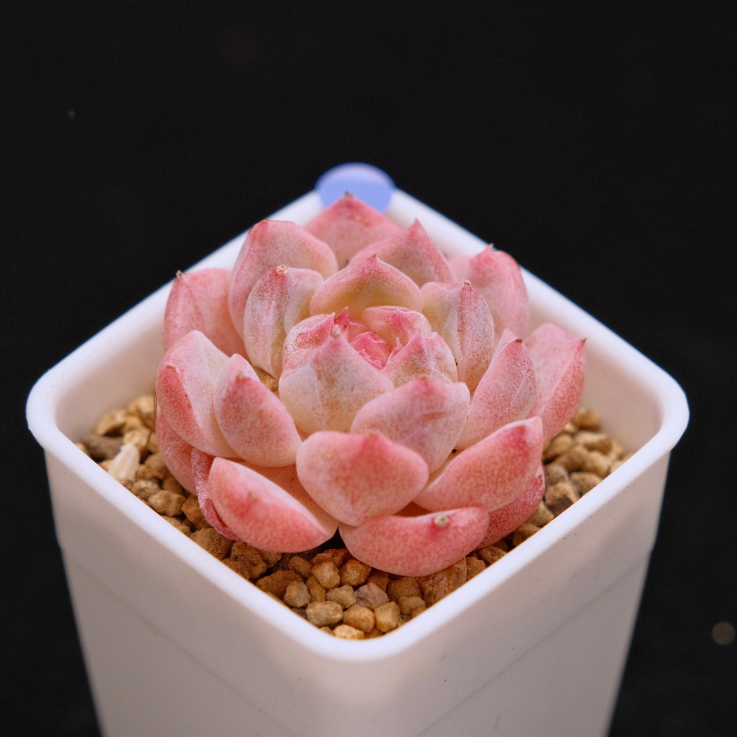 Echeveria Hyalina hybrid Imported Succulent Plant