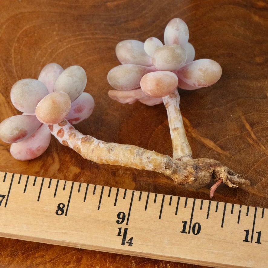 Graptoetalum amethystinum Korean Succulent Plant