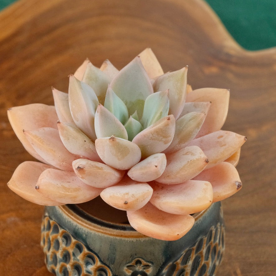 Echeveria Happy Day Korean Succulent Plant